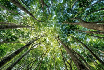 View upwards into a lush forest canopy, highlighting the tall trees, green leaves, and bright sky peeking through the natural foliage