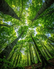 Fototapeta premium A perspective view of a dense forest with tall trees and vibrant green leaves reaching toward a bright, sunny sky