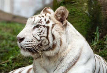 Close-Up of a White Tiger’s Face Showing Striking Stripes and Intense Eyes