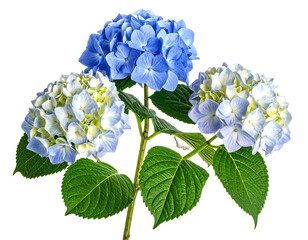 Close-up of three vibrant hydrangea blossoms, light blue and white, with lush green leaves