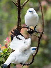 A Pair of Bali Myna Birds Communicating While Perched on a Tree Branch