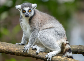 Ring-Tailed Lemur Sitting on a Wooden Log in Natural Habitat