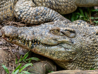 The Faces of Two Crocodiles Close Together Showing Wild Reptile Interaction