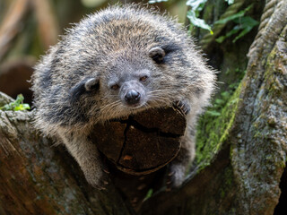 Sleepy Binturong Bearcat Resting and Sleeping Comfortably on a Tree Trunk