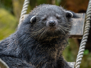 Sleepy Binturong Bearcat Resting and Sleeping Comfortably on a Tree Trunk