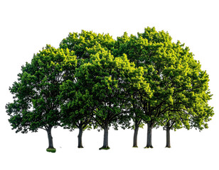 Obraz premium Lush green trees cluster, dark background