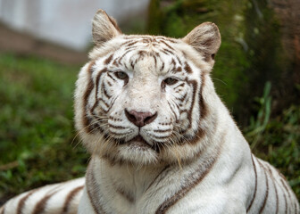 Close-Up of a White Tiger’s Face Showing Striking Stripes and Intense Eyes