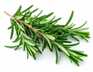 Fototapeta premium Green sprig of rosemary, leaves clustered along a brown stem, casting a soft shadow on white. Brightly lit, clean, crisp, natural