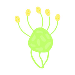 Myxomycota Slime Mold 