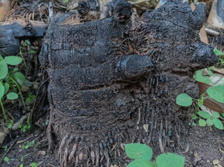 pieces of dry, burnt bamboo that are black in color