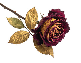 Dried burgundy rose with gold leaves