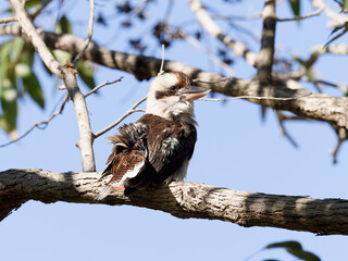 Laughing Kookaburra (Dacelo novaeguineae) perched in a tree with a blue sky background