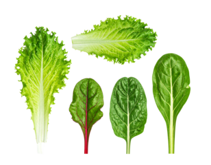 Close-up of diverse leafy greens