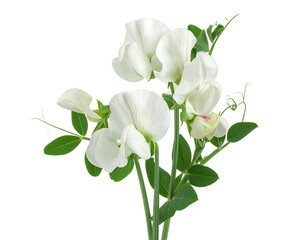 Close-up of three white sweet peas, with stems and leaves