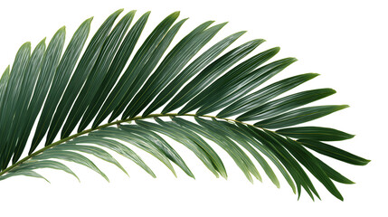 Palm Leaf Isolated on Transparent Background