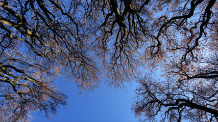 Fototapeta premium Winter tree branches, sparsely adorned with leaves, stretch against a vividly blue sky, captured from a low vantage point, emphasizing beauty amidst the chill of the Winter season.