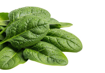 Fototapeta premium Vibrant emerald-green spinach leaves with glistening water droplets, artfully piled on a transparent background with copy space, lit by soft studio light, concept of healthy food ingredients