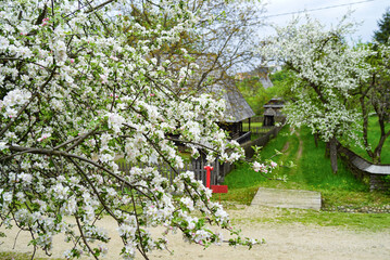 Fototapeta premium Branches of a blossoming apple tree against the backdrop of traditional Romanian wooden architecture. Open-air ethnographic museum. Concepts of rural charm, cultural tourism and seasonal beauty