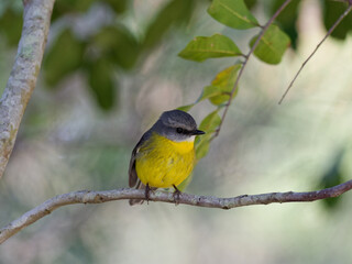 Eastern Yellow Robin (Eopsaltria australis) perched on a tree branch with green leaves