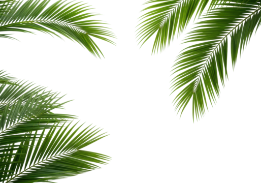 Vibrant green coconut palm fronds elegantly frame a transparent studio background with ample copy space, delicate textures, soft lighting, concept of natural purity and minimalist design - Powered by Adobe