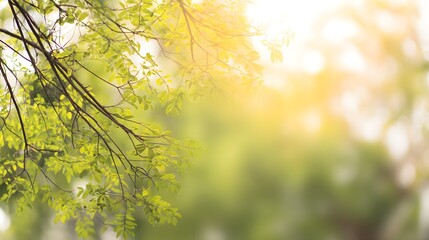 Fototapeta premium An abstract nature scene with blurred trees and soft sunlight creating a dreamy effect.