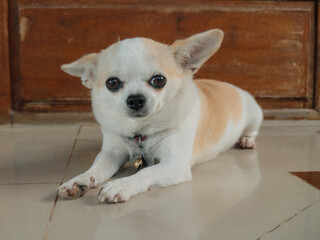 An adorable little Chihuahua is seen relaxing comfortably at home in a cozy environment