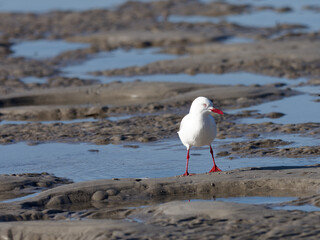 Silver Gull (Chroicocephalus novaehollandiae) walking a sand flat at low tide.