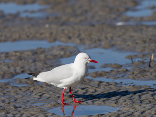 Silver Gull (Chroicocephalus novaehollandiae) walking a sand flat at low tide.