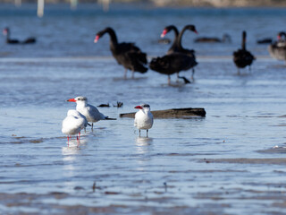 Caspian Tern (Hydroprogne caspia) standing on a sand bank at low tide without of focus  Black Swans in the background at Port Stephens NSW Australia