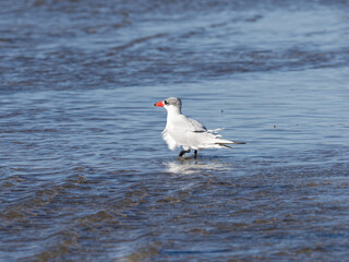 Caspian Tern (Hydroprogne caspia) wading in shallow water on a sandbank at Port Stephens New South Wales Australia