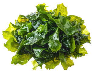Close-up of fresh, vibrant green seaweed (1)