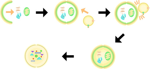 オートファゴソーム　リソソーム　オートリソソーム　イラスト