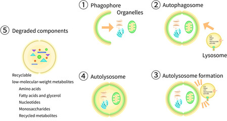 オートファゴソーム　リソソーム　オートリソソーム　イラスト　英語