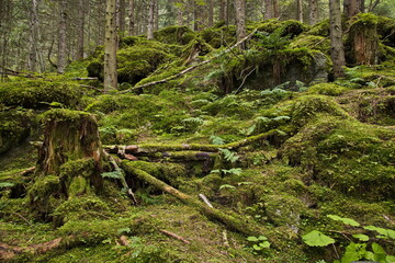 Moss in forest at Krimml waterfalls at Krimml, Austria, Europe 
