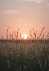 Fototapeta premium Sunrise over golden grasslands nature landscape serenity warmth tranquil setting peaceful viewpoint