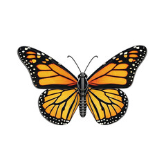 Fototapeta premium Monarch butterfly isolated on transparent background