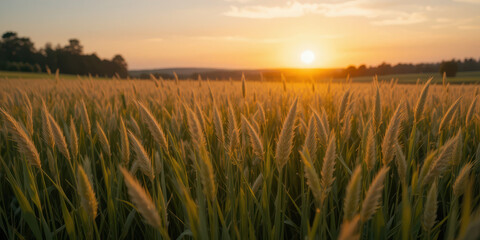 Fototapeta premium Golden wheat fields at sunrise nature landscape serenity rural environment wide angle view agriculture concept