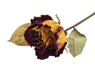 A faded, dried rose, with muted colors of yellow and maroon, rests on a black background.  Dried leaves flank the rose
