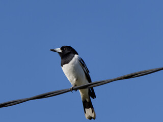 Pied Butcherbird (Cracticus nigrogularis) perched on an overhead power line.