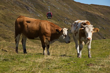 Cattle on alpine pastures over Königsleiten, Austria, Europe 

