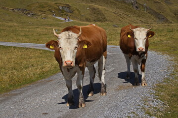 Cattle on alpine pastures over K&ouml;nigsleiten, Austria, Europe 
