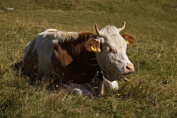 Cattle on alpine pastures over Königsleiten, Austria, Europe 
