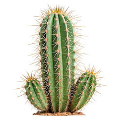 Tall green cactus with multiple arms and sharp spines isolated on a transparent background