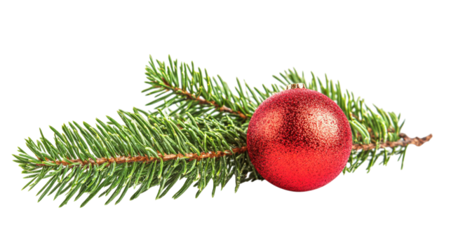 Red bauble on fir branch isolated on a transparent background