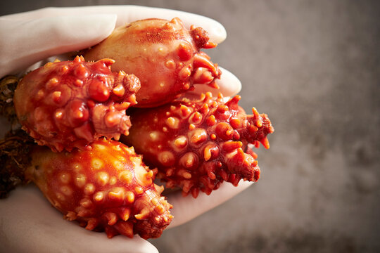 Fresh sea squirt in hand