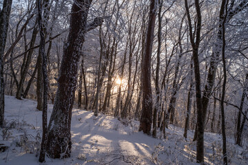 日の出と美しい霧氷の森