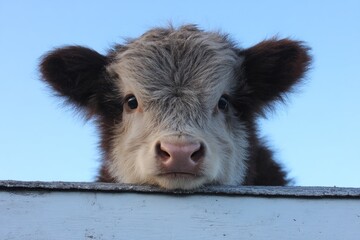 Fototapeta premium Cute calf with fluffy brown & gray fur, peers over a white fence against a bright blue sky, showcasing its innocent eyes & gentle face