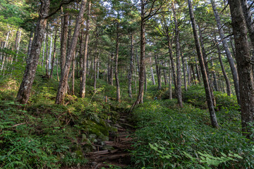Obraz premium 登山道をひたすら登る 御嶽山 