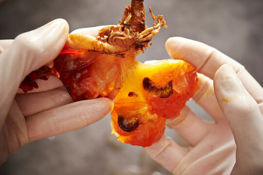 Fresh sea squirt in hand
