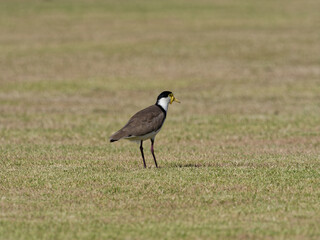 Masked Lapwing (Vanellus miles) standing on a grass sports field looking for food.